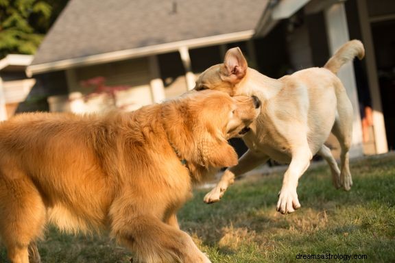 Droom over hond die een andere hond aanvalt Betekenis