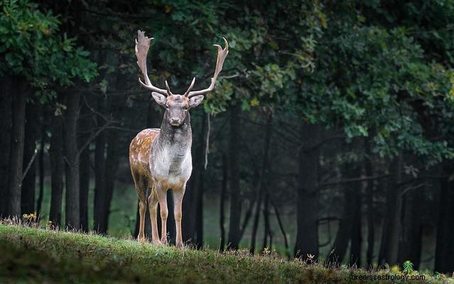 Dromen over dieren - betekenis en interpretatie