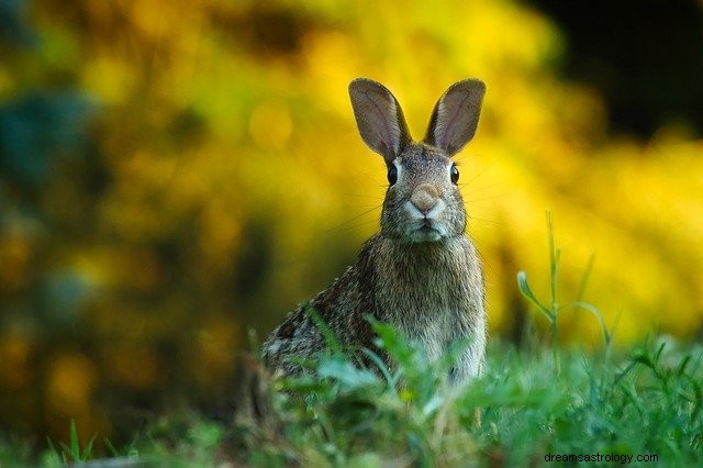 Dromen over dieren - betekenis en interpretatie