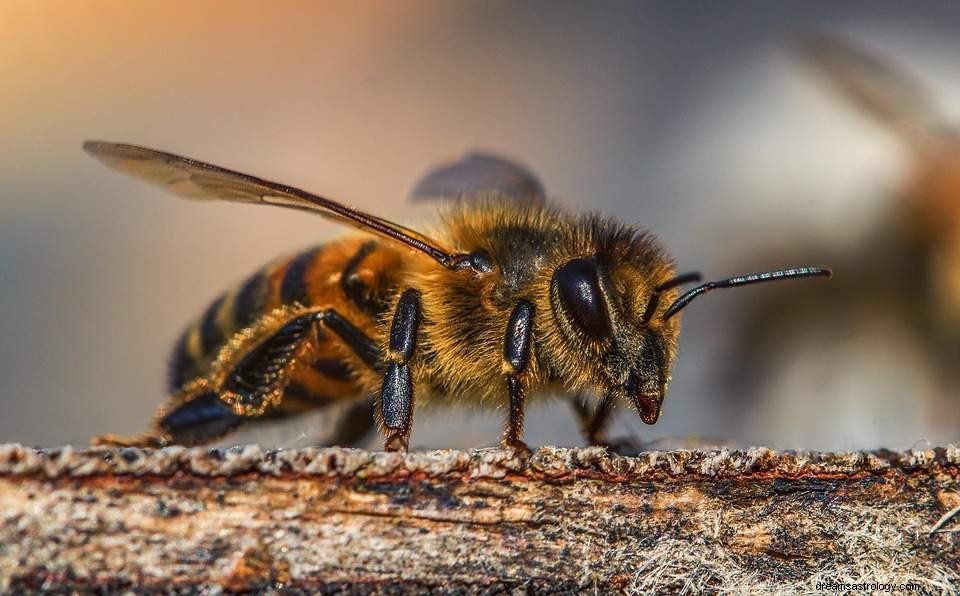 Marzenie o pszczołach