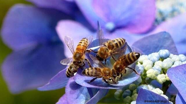 Ονειρεύομαι τις μέλισσες