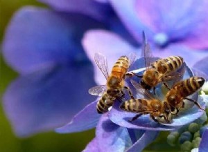 Rêver d abeilles