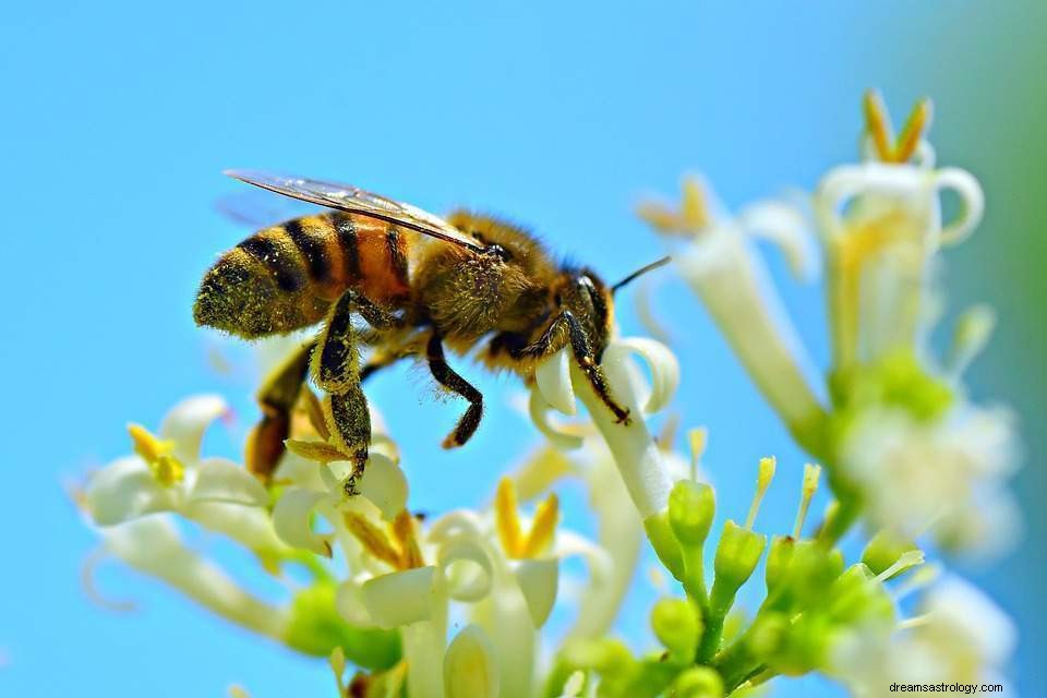 Sonhando com abelhas