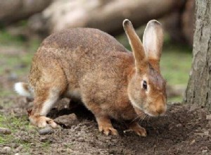 Rêver de lapins - signification et interprétation