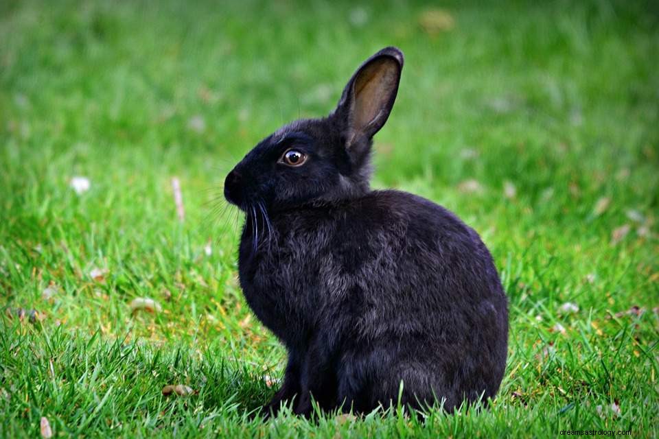 Śnienie o królikach – znaczenie i interpretacja