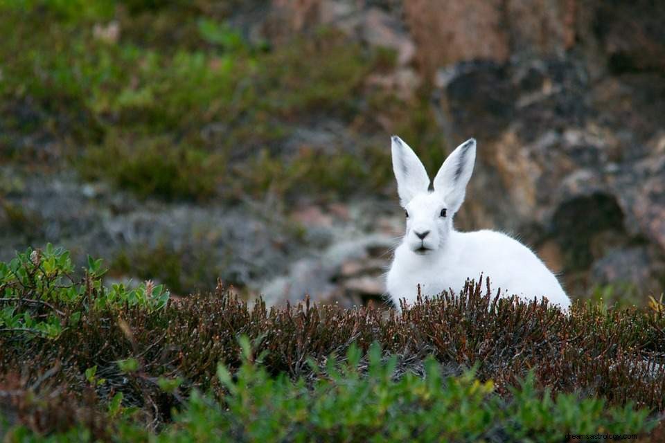 Soñar con conejos – significado e interpretación