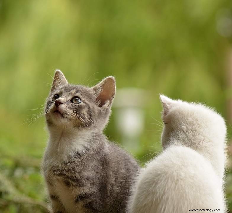 Sonho com um gato – significado e interpretação