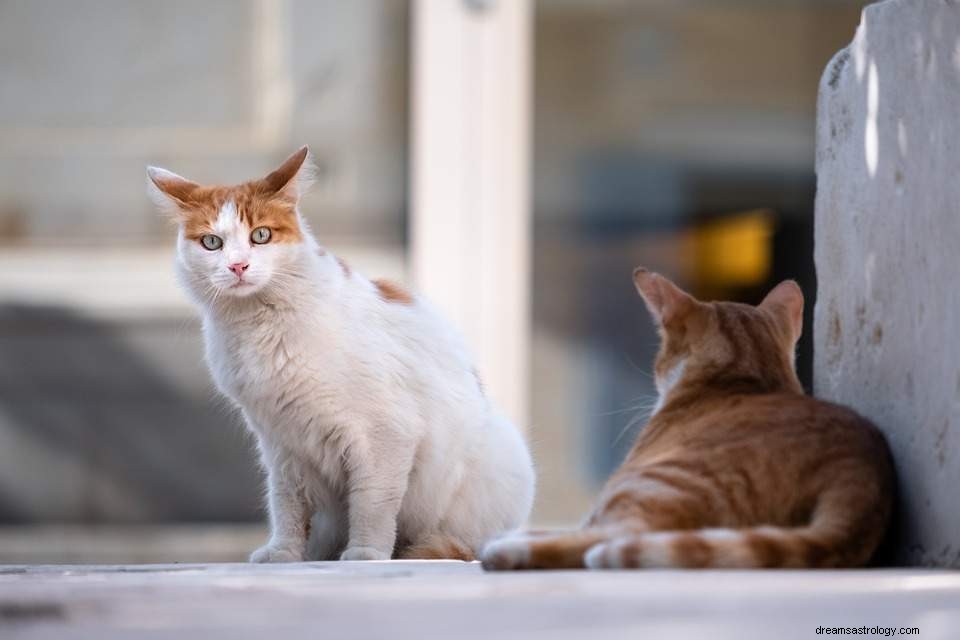 Dromen over een kat - betekenis en interpretatie