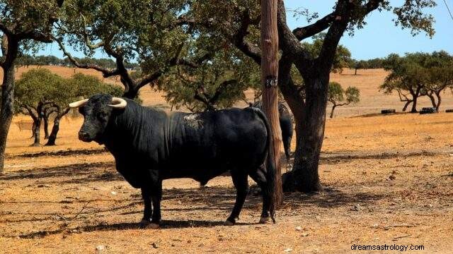 Sognare un toro:significato e interpretazione del sogno