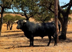 Sognare un toro:significato e interpretazione del sogno