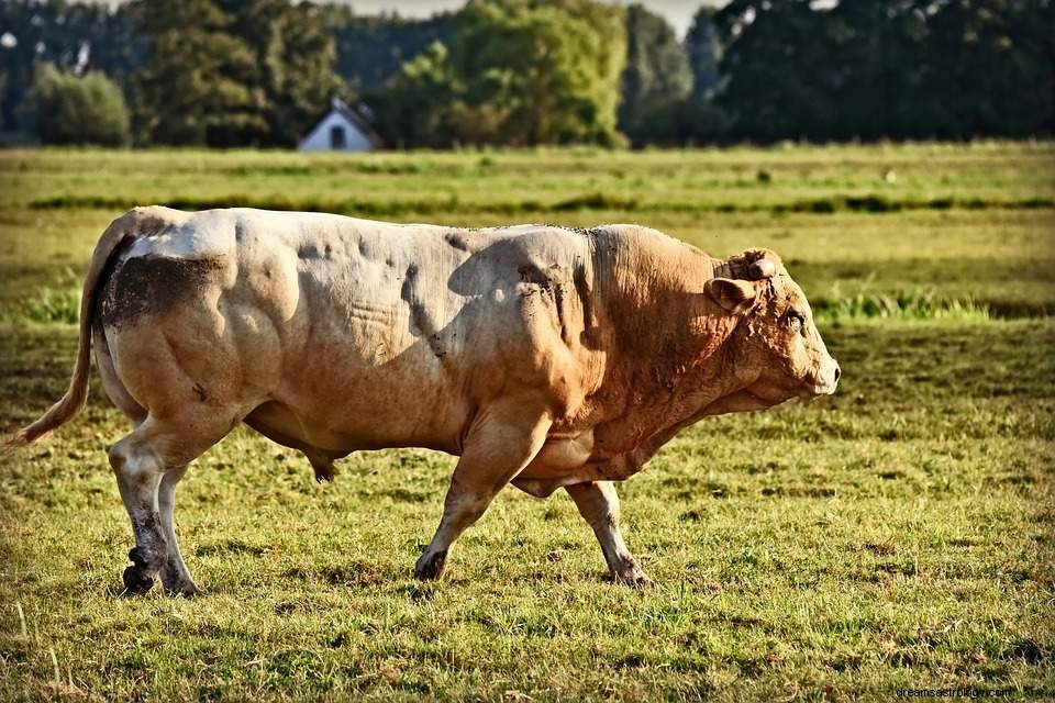 Mimpi tentang banteng – makna dan interpretasi mimpi