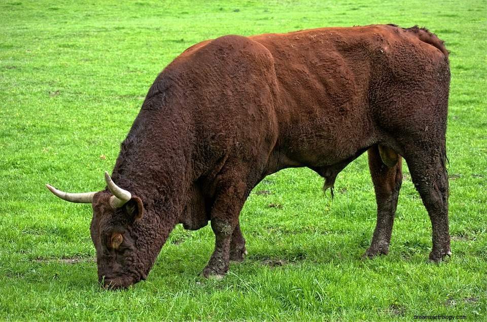 Dromen over een stier - droombetekenis en interpretatie