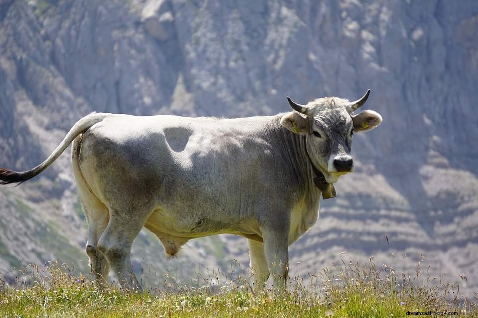 雄牛の夢を見る – 夢の意味と解釈
