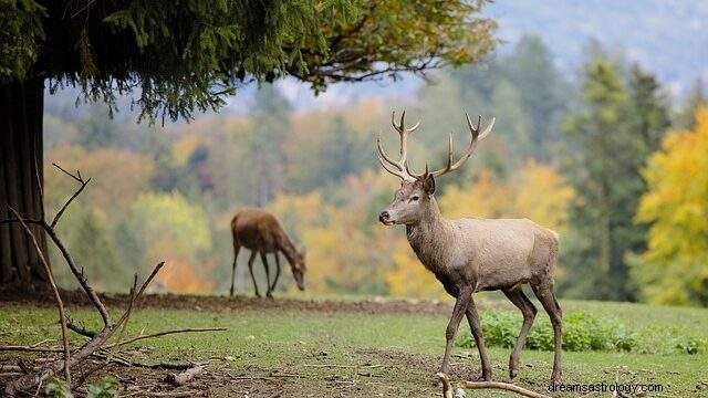 Śniący się jeleń – wyjaśnienie snu