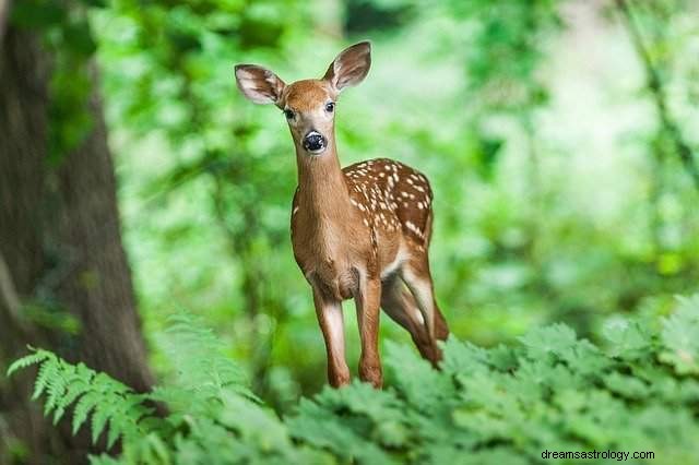 Mimpi rusa – penjelasan mimpi