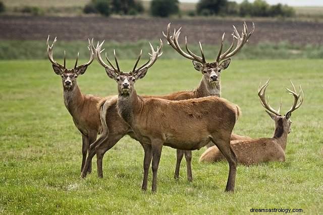 Rêver d un cerf - explication du rêve