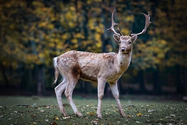 Mimpi rusa – penjelasan mimpi