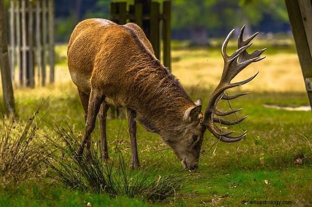 Mimpi rusa – penjelasan mimpi