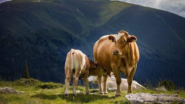 牛の夢 – 夢の解釈