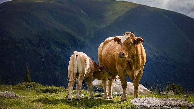 Träumen von einer Kuh – Traumdeutungen