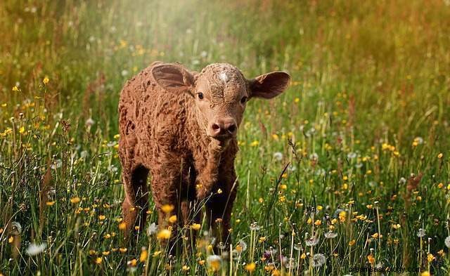 Soñar con una vaca:interpretaciones de los sueños