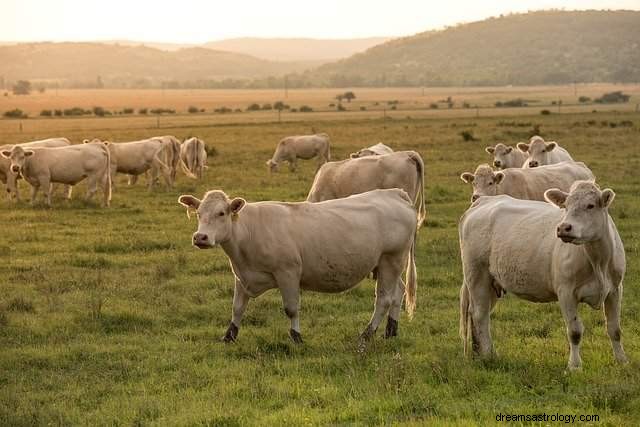 Soñar con una vaca:interpretaciones de los sueños