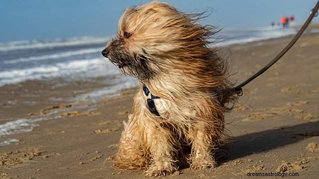 Soñar con viento – significado e interpretación del sueño