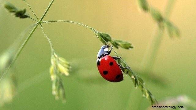 Coccinella:significato e interpretazione del sogno 