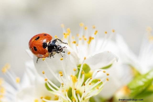 Coccinelle - signification et interprétation des rêves 