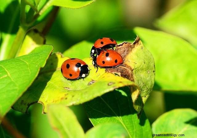 Ladybug – significado e interpretación de los sueños 
