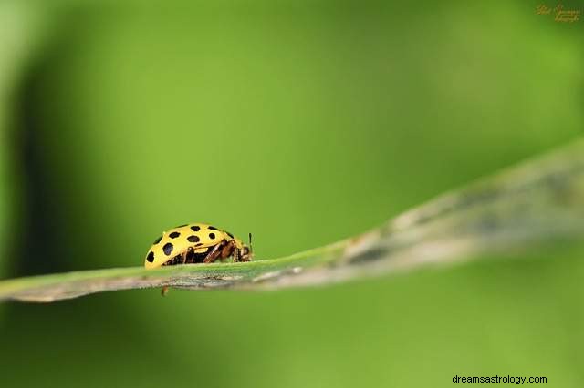 Coccinelle - signification et interprétation des rêves 