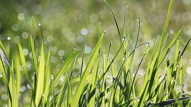 At drømme om græs – mening og fortolkning