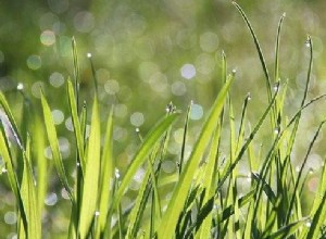 Snít o trávě – význam a výklad