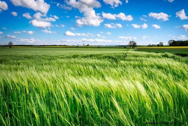 Να ονειρεύεστε το Grass – Σημασία και Ερμηνεία