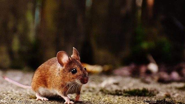 Rêve d une souris