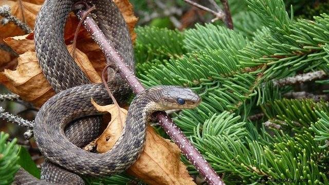 Serpents – Signification et interprétation des rêves