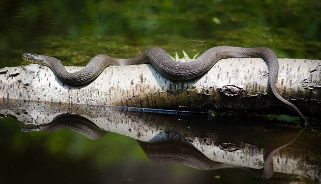 Serpents – Signification et interprétation des rêves