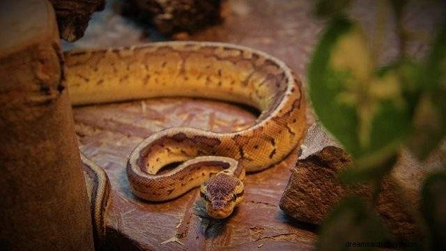 Python dalam mimpi – makna dan penjelasan