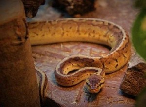 Python ve snech – význam a vysvětlení