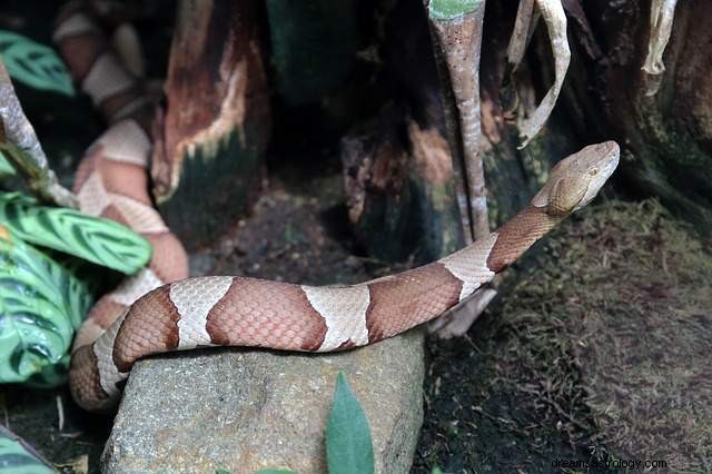 Python dalam mimpi – makna dan penjelasan