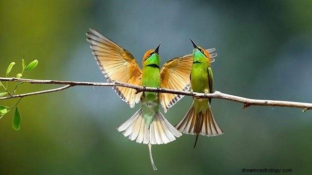 Mimpi tentang burung – penjelasan mimpi