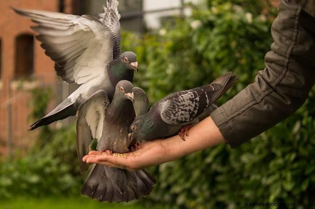 Mimpi tentang burung – penjelasan mimpi