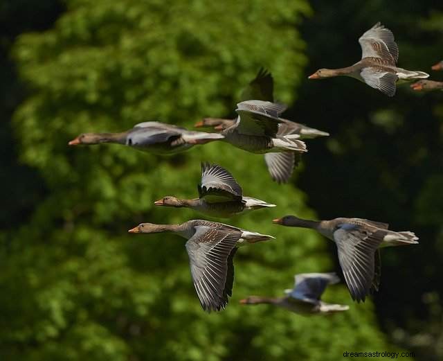 Vögel träumen – Traumerklärung