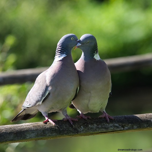 Sonhe com um pombo – significado e interpretação