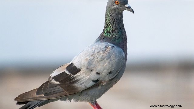 Sen o holubovi – význam a výklad