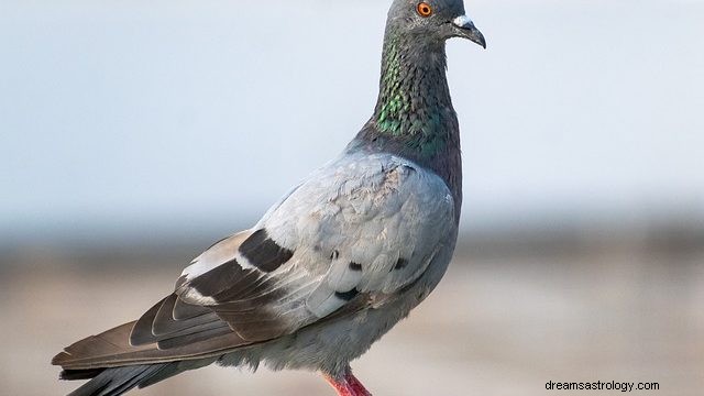 鳩の夢 – 意味と解釈