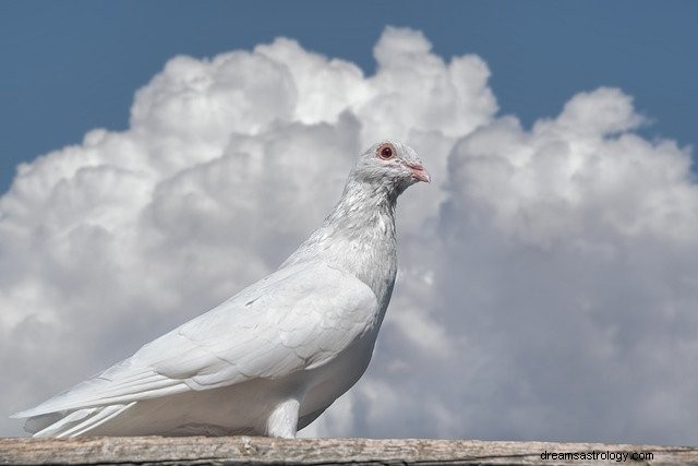 Sonhe com um pombo – significado e interpretação