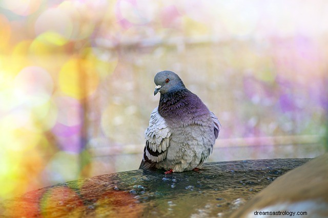 Rêver d un pigeon - signification et interprétation