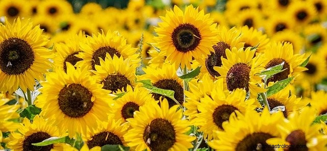 Sogni su un girasole – interpretazione