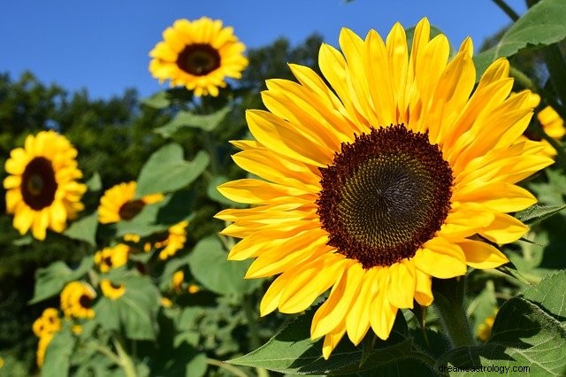 Träume von einer Sonnenblume – Deutung